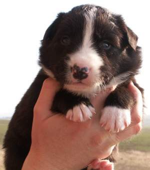 Amidala 3 Wochen alt