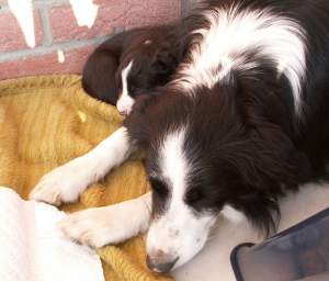 Amidala und Mama Moni kuscheln