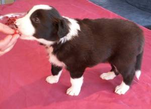 Adato stehend im Alter von 4 Wochen