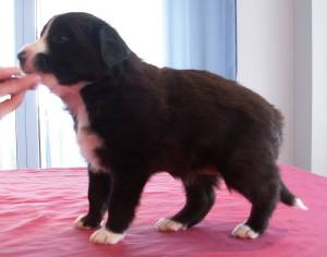 Amidala stehend im Alter von 4 Wochen