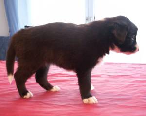 Ayleen stehend im Alter von 4 Wochen