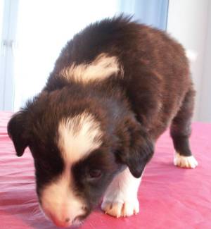 Amigo stehend im Alter von 4 Wochen