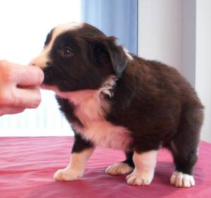 Amigo stehend im Alter von 4 Wochen