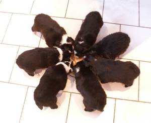 7 Zwerge essen eintrglich miteinander!