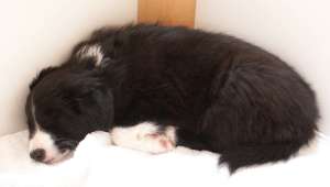 Schlafen in der Wurfkiste