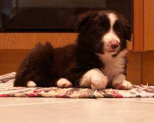 Amigo auf dem Sprung???