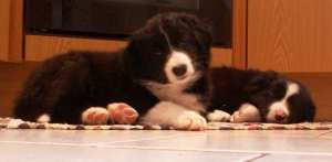 Amelys Ruhephase beginnt