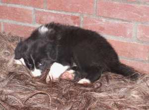 das Schaffell ist klasse!