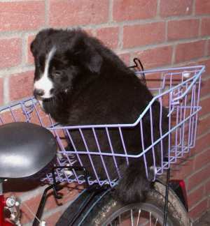 Amidala macht Bekanntschaft mit dem Fahrrad