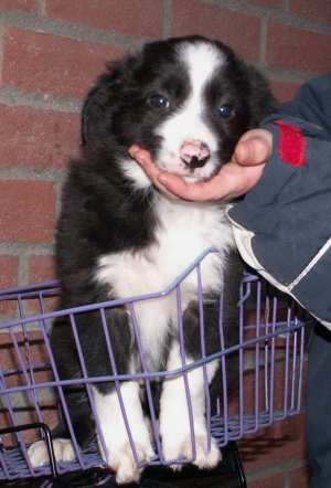 Amigo macht Bekanntschaft mit dem Fahrrrad