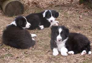 Unsere 3 Buben an ihrem letzten gemeinsamen Tag bei uns