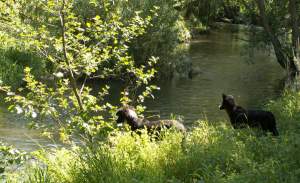 Zuschauer Amidala und Amigo