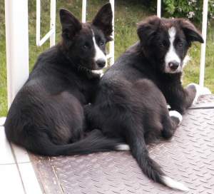 Amidala und Amigo machen Pause