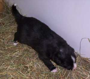 Das Laufen wird schon fleiig gebt!