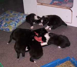 Petra hatte einen Welpen nach dem anderen aus der Kiste geholt und in eine Heuschale gesetzt. Alle Welpen haben es geschafft, alleine hinauszuklettern und zur Frischfleisch-Mahlzeit zu gelangen. Es war nur noch genssliches Schmatzen zu hren.