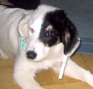 der arme gequlte Hund