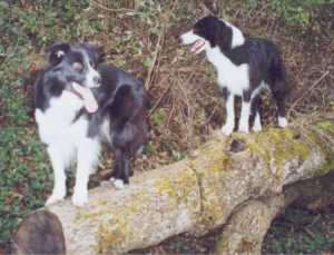 Unterwegs zur Burgruine Hohentwiel