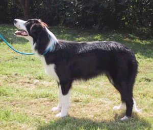 Moni, 7 Monate - Zum Stammbaum hier klicken