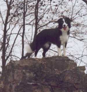 Hohentwiel mit Bordercolliestatue...???