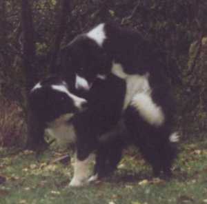 Schau mir in die Augen, Kleiner!