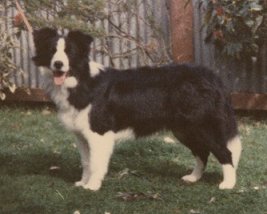 Clan-Abby Lornas Love