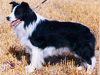 Clan Abby Blue Aberdoone