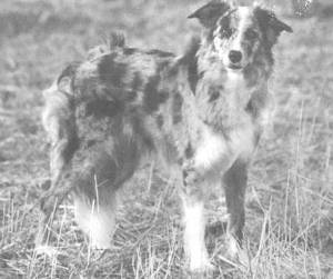 Gina-Blue vom Birkenhof