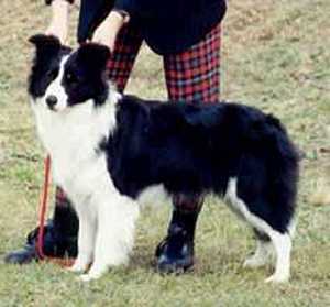 Secret-Affair of Clan-Abby