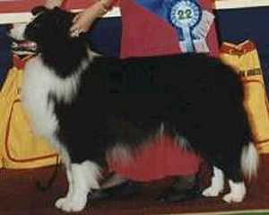 thunder-too-at-clan-abby