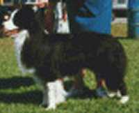 Thunderline of Clan-Abby