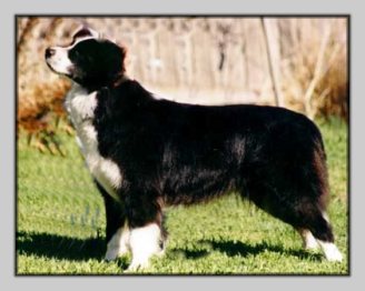 Windygyle Silhouette