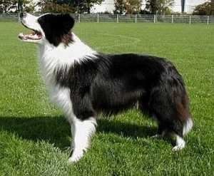 Conqueror of the Waves "Zooro"