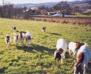 Moni und Glen hüten gemeinsam!